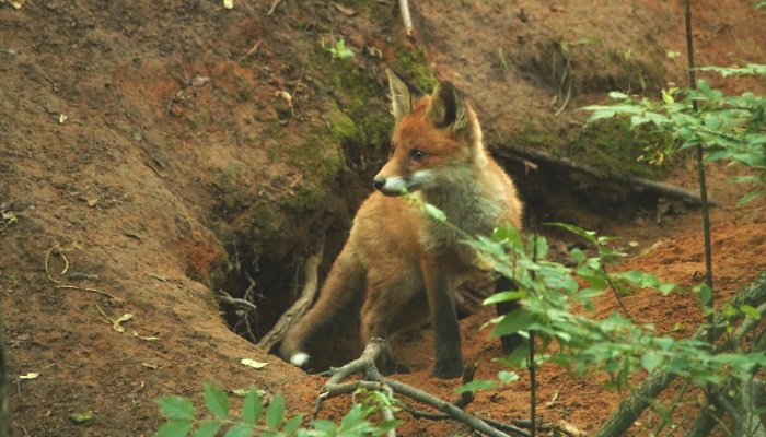 в чем живет лиса в лесу