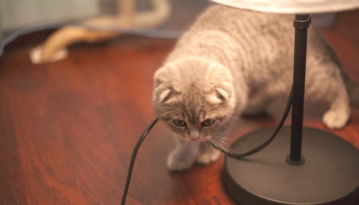 почему кошка грызет провода