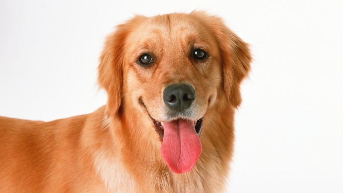 почему собака высовывает язык, когда ей жарко