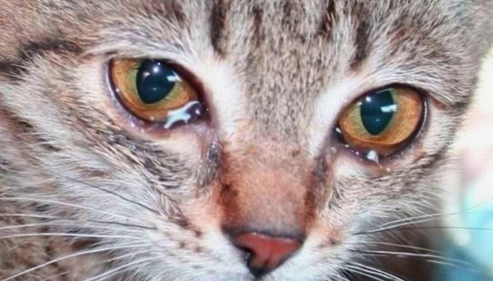 почему у кошки текут слезы из глаз
