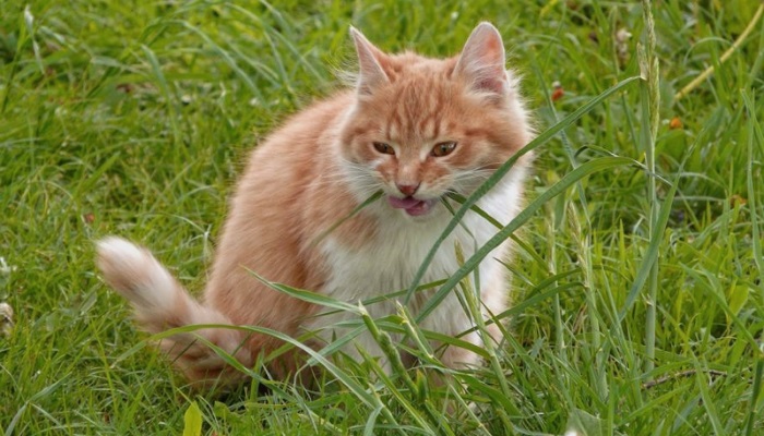 зачем кошки едят траву