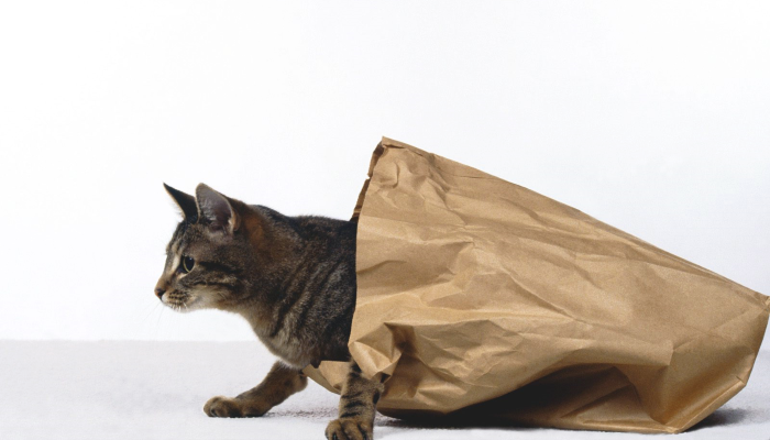 почему кошка лижет пакет