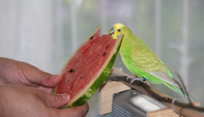 почему волнистый попугай много ест