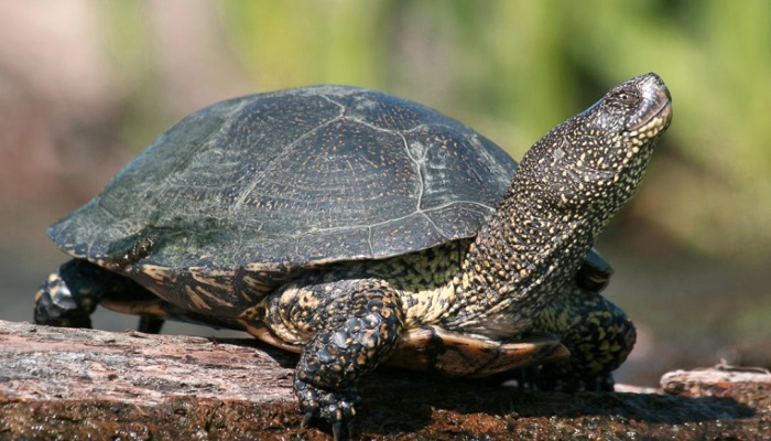 сколько живут болотные черепахи