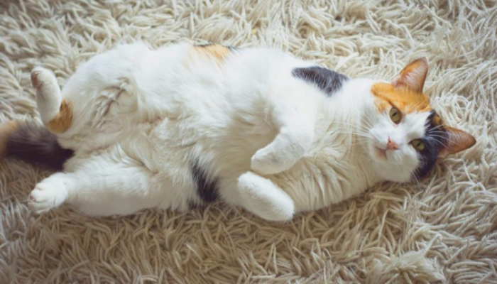 почему кошка ездит +на попе +по ковру