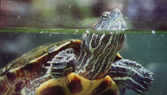 что едят водяные черепахи в домашних условиях