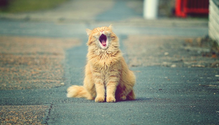 почему кошка часто зевает