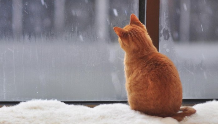 почему кошки смотрят в окно
