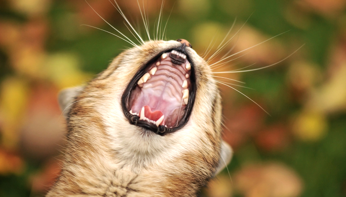 почему у кошки плохо пахнет изо рта, что делать