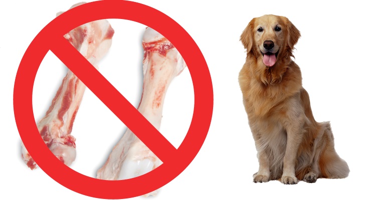 Почему собакам нельзя свиные кости