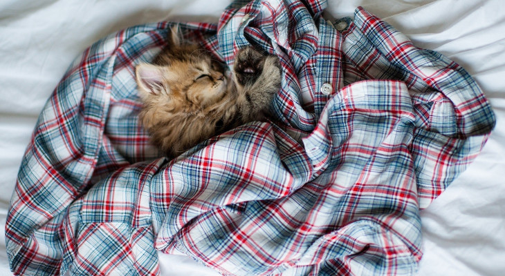 Почему кошка спит на одежде