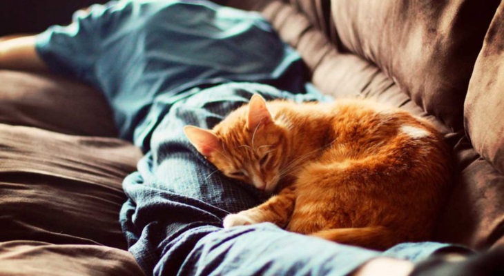 Почему кошки любят спать в ногах