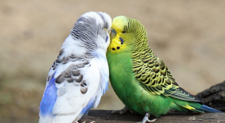 Почему у попугая зеленый помет
