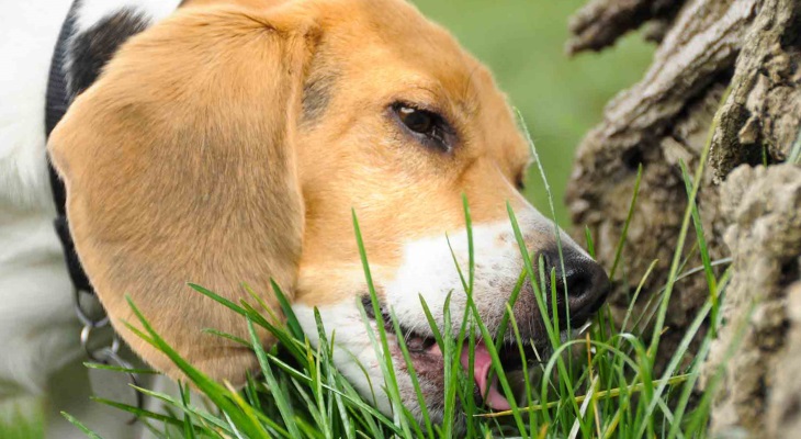 Почему собака ест много травы