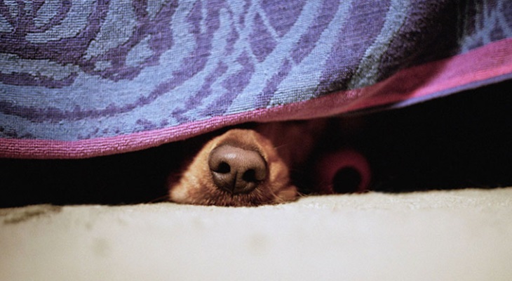 Почему собака спит под кроватью