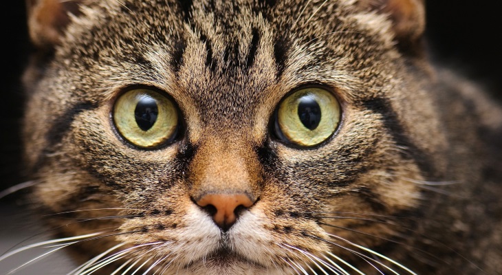 почему у кошки опухает нижняя губа
