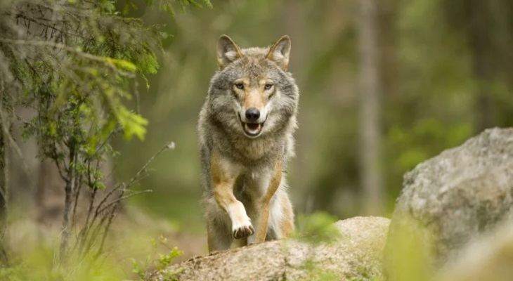 Чем питаются волки в лесу
