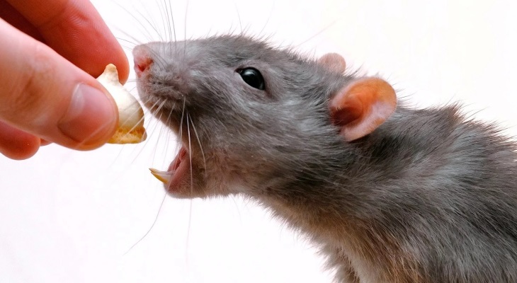 Как правильно кормить домашних крыс