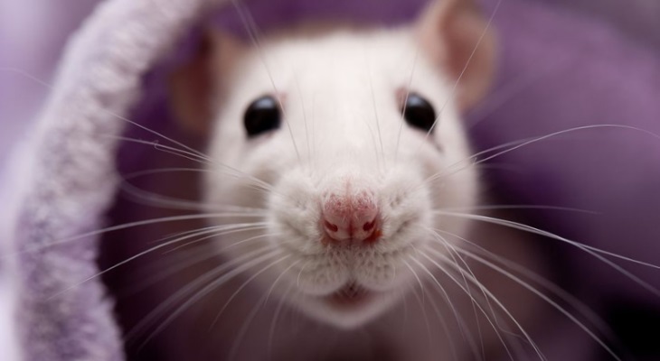 Почему домашние крысы чихают