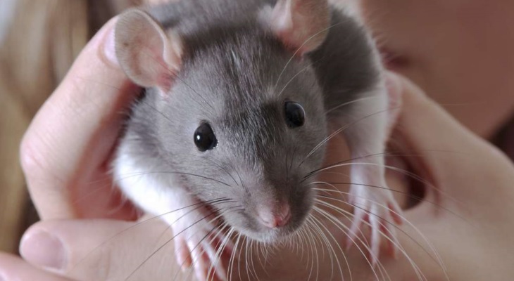 Почему крысы облизывают руки