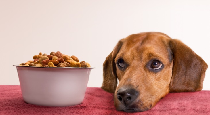 Почему собака плохо ест сухой корм