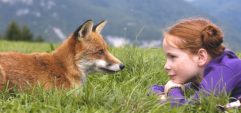 Почему лисы выходят к людям