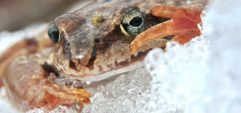 Что делает лягушка зимой