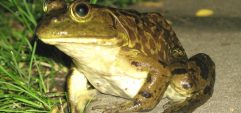 Чем полезны лягушки в природе