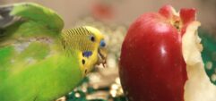 Что нельзя давать попугаям