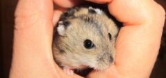 Чем опасен укус хомяка