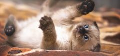 Почему сиамские кошки злые