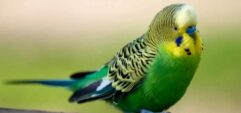 Почему волнистый попугай чихает