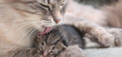Зачем кошки вылизывают котят
