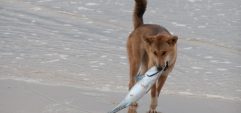 Почему собака трется об рыбу