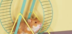 Зачем хомяки бегают в колесе