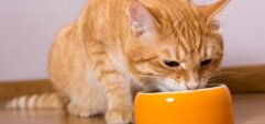 Что любят есть кошки