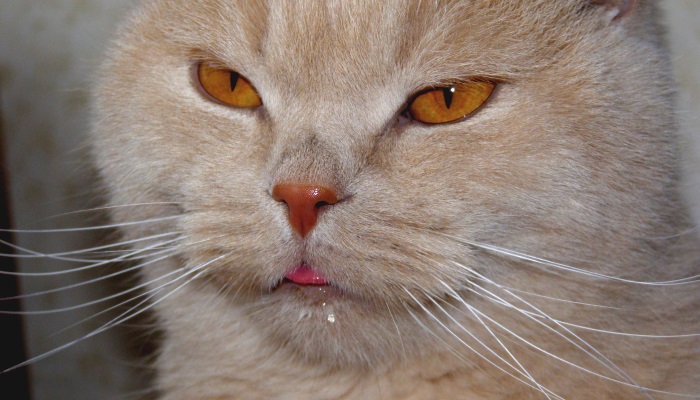 почему у кошек течет слюна изо рта