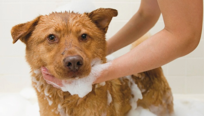 почему собаку нельзя мыть человеческим шампунем
