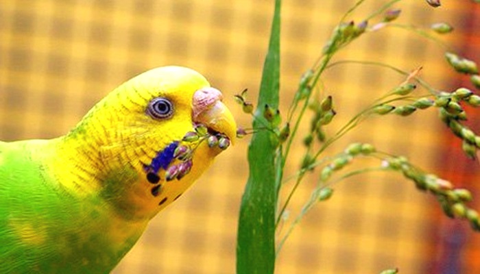 что любят кушать волнистьые попугаи