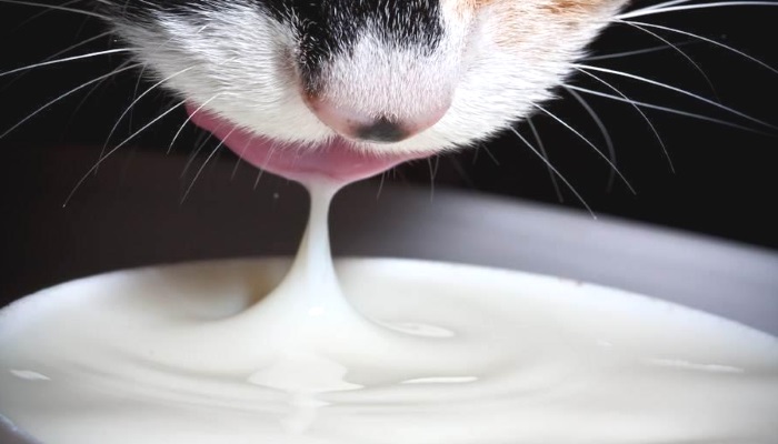 почему кошки любят молоко