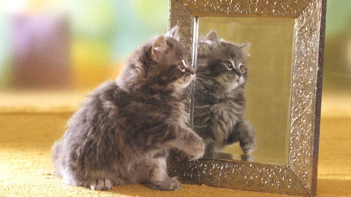 почему кошки не видят себя в зеркале