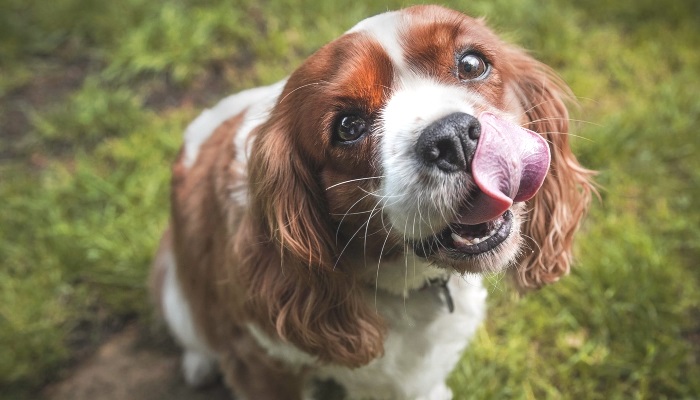 почему собака ест и экскременты других собак