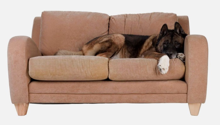 почему собака лезет на диван