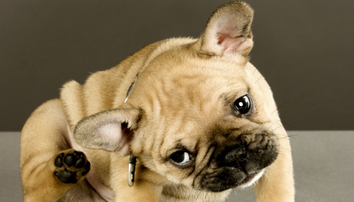 почему у собаки лысеют уши