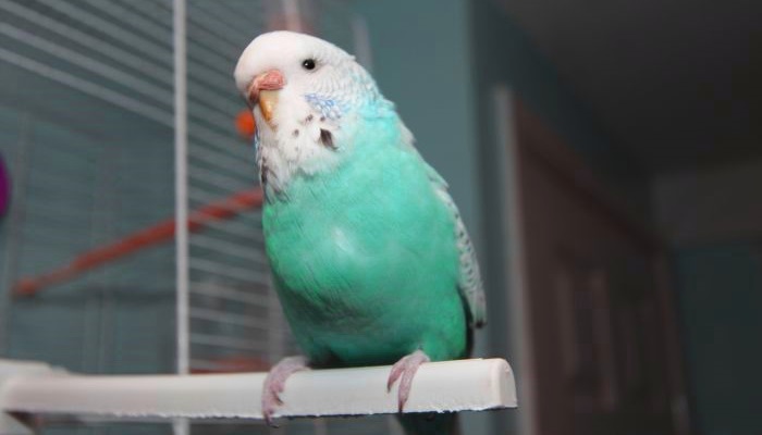почему волнистый попугай ест +свой помет