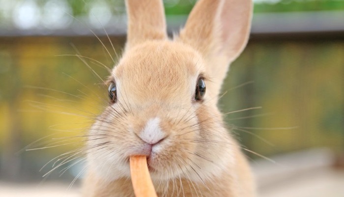 что едят кролики +в домашних условиях