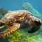 какая вода нужна черепахе