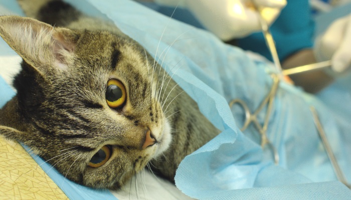 почему кошка +не ест после стерилизации