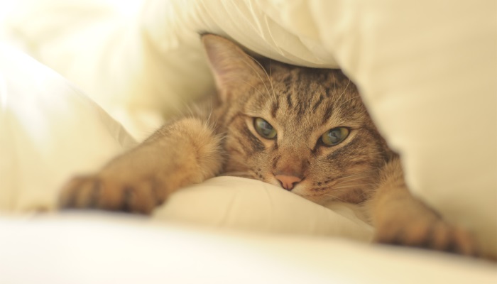 почему кошка топчет лапками одеяло