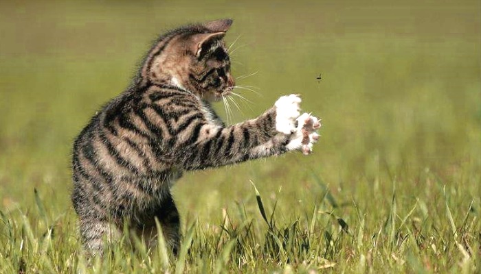 почему кошки едят мух